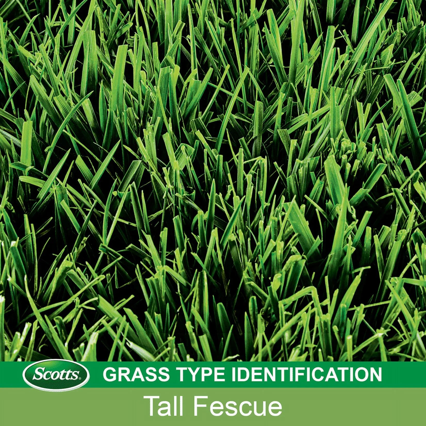 Patchmaster Lawn Repair Mix Tall Fescue Mix, 4.75 Lbs.